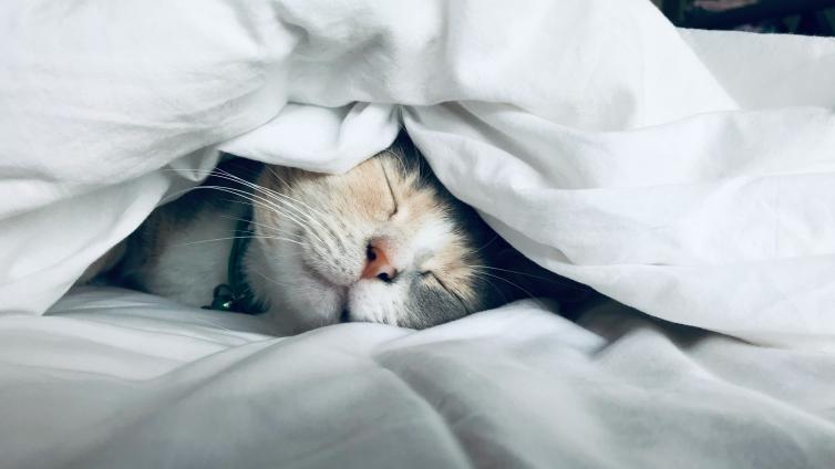sleeping cat